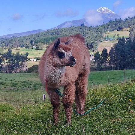 Cuscungo Cotopaxi Hostel & Lodge Chasqui المظهر الخارجي الصورة