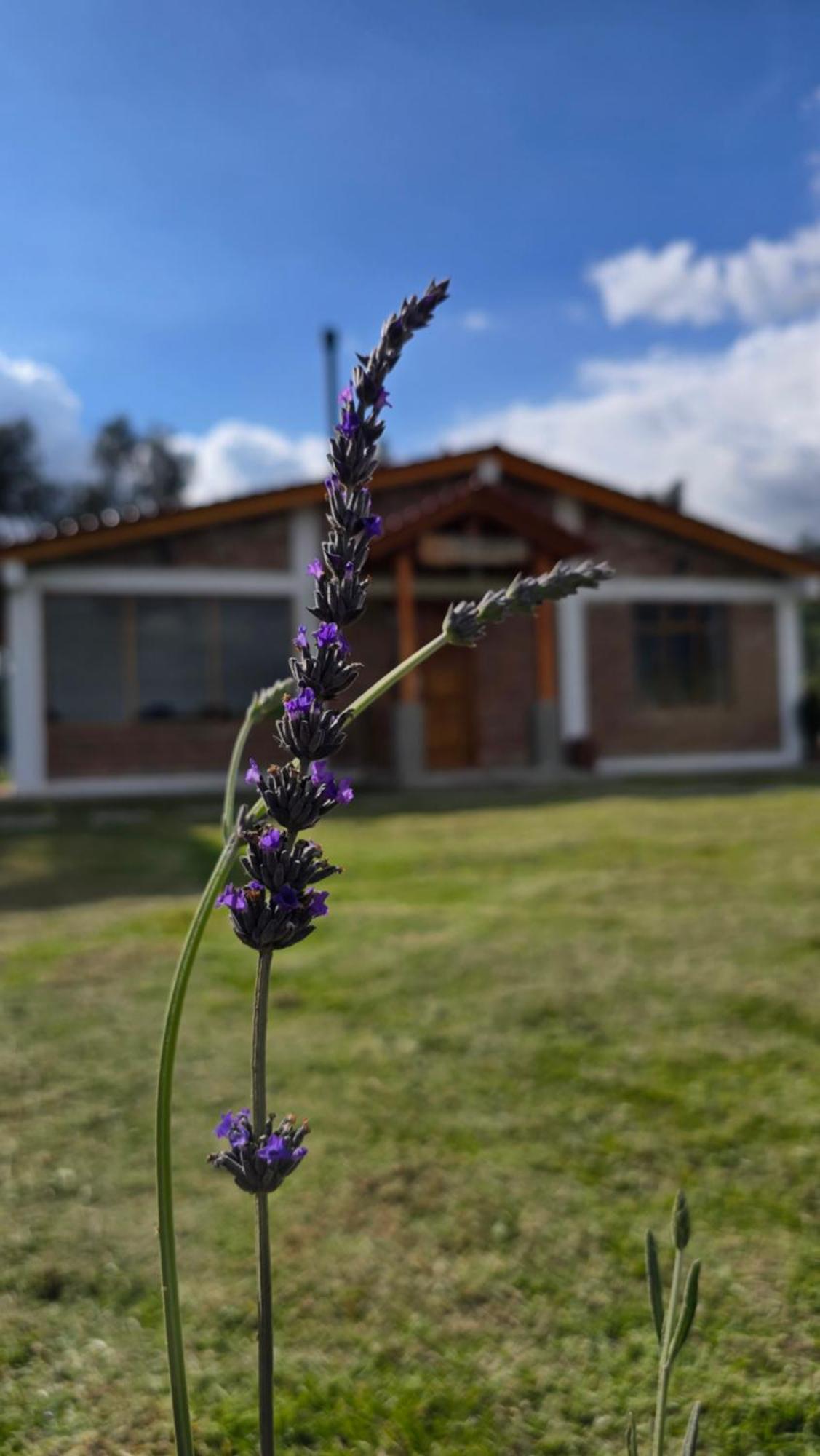 Cuscungo Cotopaxi Hostel & Lodge Chasqui المظهر الخارجي الصورة